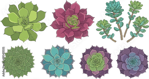 A collection of colorful hand drawn succulent plants arranged in a set on a solid white background