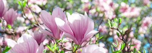 Soft pink magnolia blossoms catch warm spring sunlight, surrounded by fresh g...
