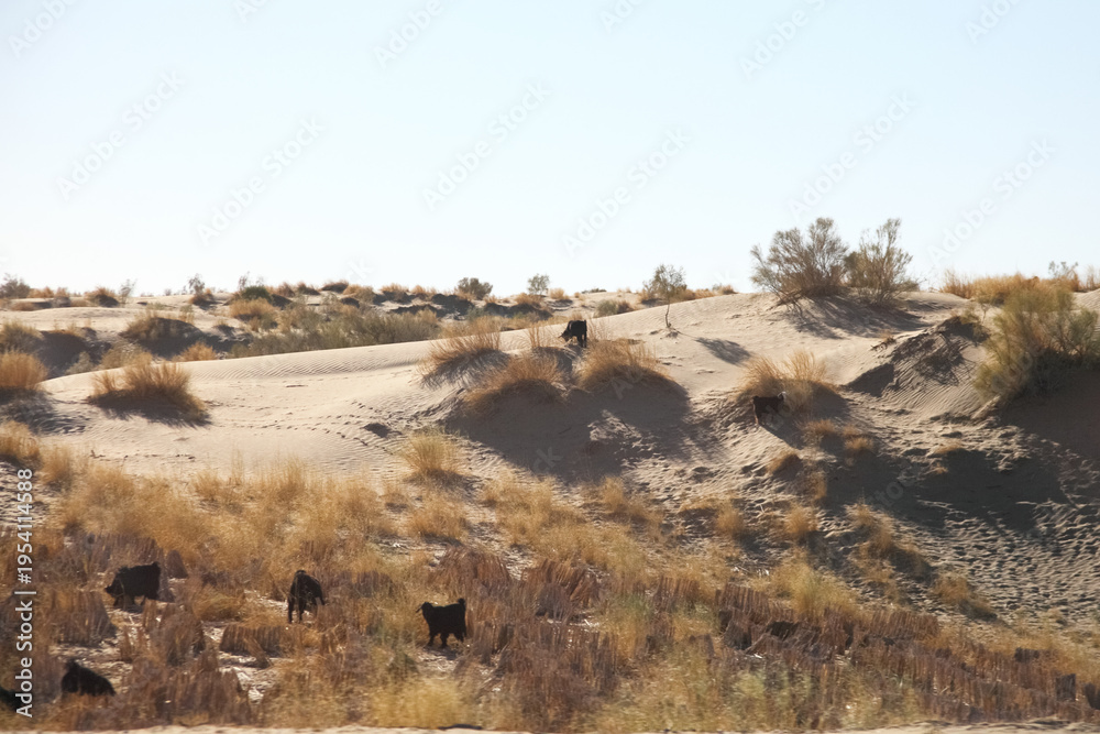 Fototapeta premium Wind-sculpted desert dunes with rippled sand and sparse grass under blue sky. g.