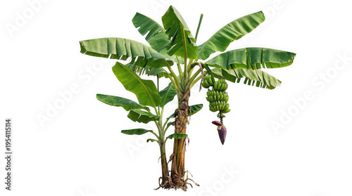 Tropical banana palm tree with green fruit on transparent background design