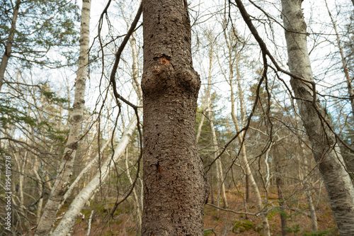 lumpy tree in the forest