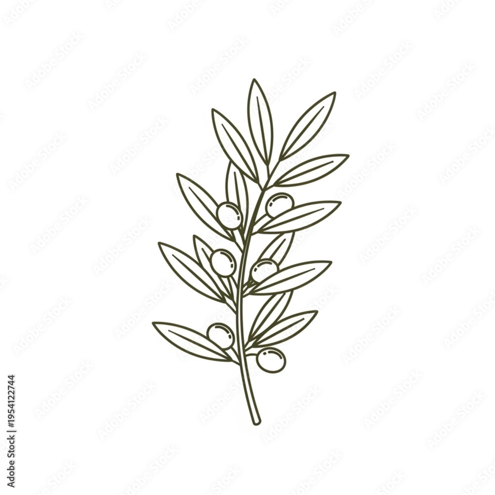 Obraz premium Olive Branch with Leaves and Fruits.