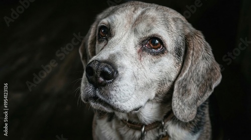 Close up portrait of an old beagle dog looking up, soulful eyes on a dark background, loyal companion