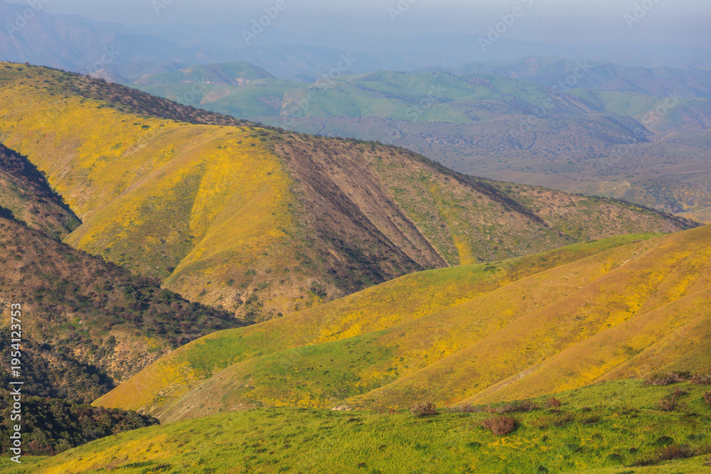 Fototapeta premium Carrizo