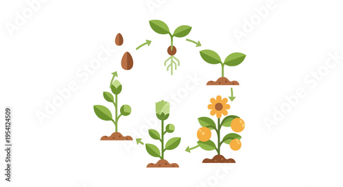 Plant Life Cycle Illustration: From Seed Germination to Flowering and Fruit Production