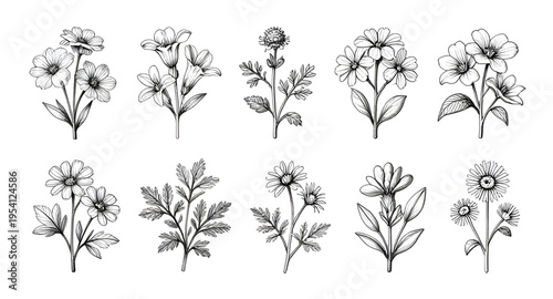 flower line art, floral line drawing, black line flowers, flower outline, floral outline, flower sketch, botanical illustration, flower illustration, floral illustration, flower vector, floral vector,