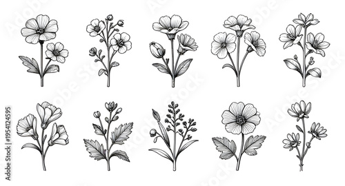 flower line art, floral line drawing, black line flowers, flower outline, floral outline, flower sketch, botanical illustration, flower illustration, floral illustration, flower vector, floral vector,
