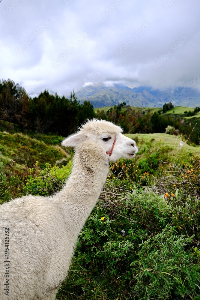 Obraz premium White Llama Among Andean Vegetation (Quilotoa, Ecuador)
