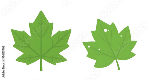 leaf, green, leaves, plant, foliage, nature, botanical, botany, garden, natural, fresh, eco, ecology, organic, environment, growth, spring, summer, herb, flora, floral, branch, stem, vein, texture, pa