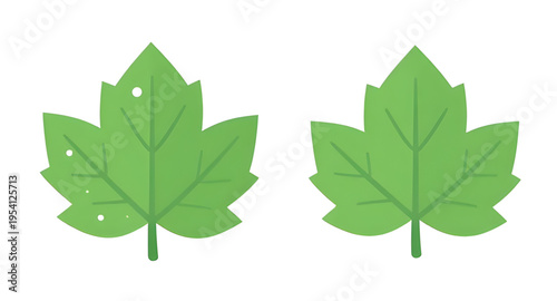 leaves, leaf, green, plant, foliage, nature, botanical, botany, garden, natural, fresh, eco, ecology, organic, environment, growth, spring, summer, herb, flora, floral, branch, stem, vein, texture, pa