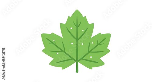 leaves, leaf, green, plant, foliage, nature, botanical, botany, garden, natural, fresh, eco, ecology, organic, environment, growth, spring, summer, herb, flora, floral, branch, stem, vein, texture, pa