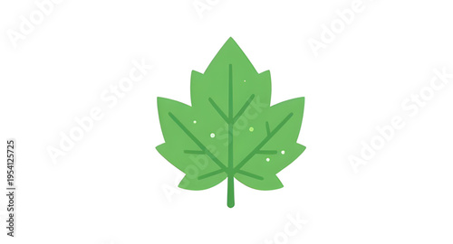 leaf, leaves, green, plant, foliage, nature, botanical, botany, garden, natural, fresh, eco, ecology, organic, environment, growth, spring, summer, herb, flora, floral, branch, stem, vein, texture, pa