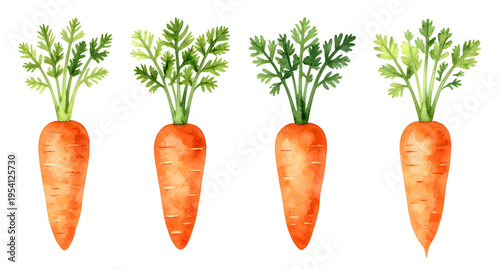 carrot, vegetable, carrots, food, fresh, healthy, organic, natural, farm, farming, agriculture, harvest, root, rootvegetable, orange, nutrition, vegan, vegetarian, diet, cooking, ingredient, salad, ki