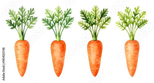 carrot, vegetable, carrots, food, fresh, healthy, organic, natural, farm, farming, agriculture, harvest, root, rootvegetable, orange, nutrition, vegan, vegetarian, diet, cooking, ingredient, salad, ki