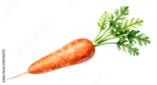 carrots, carrot, vegetable, vegetables, food, fresh, healthy, organic, natural, farm, farming, agriculture, harvest, root, rootvegetable, orange, nutrition, vegan, vegetarian, diet, cooking, ingredien