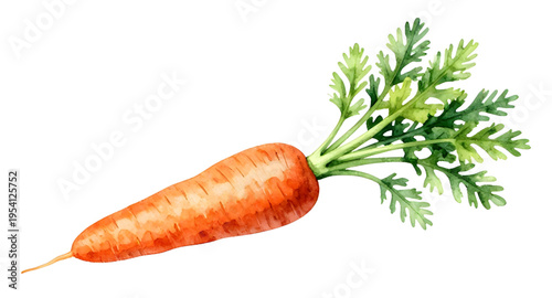 carrots, carrot, vegetable, vegetables, food, fresh, healthy, organic, natural, farm, farming, agriculture, harvest, root, rootvegetable, orange, nutrition, vegan, vegetarian, diet, cooking, ingredien