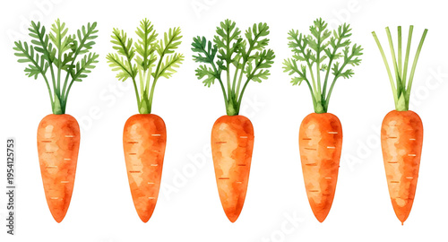 carrots, carrot, vegetable, vegetables, food, fresh, healthy, organic, natural, farm, farming, agriculture, harvest, root, rootvegetable, orange, nutrition, vegan, vegetarian, diet, cooking, ingredien