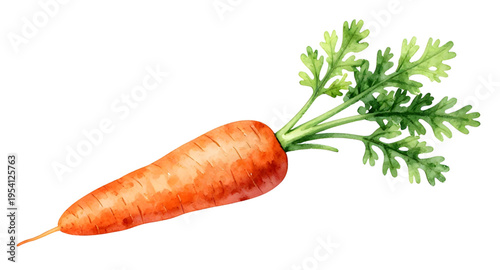 carrot, carrots, vegetable, vegetables, food, fresh, healthy, organic, natural, farm, farming, agriculture, harvest, root, rootvegetable, orange, nutrition, vegan, vegetarian, diet, cooking, ingredien