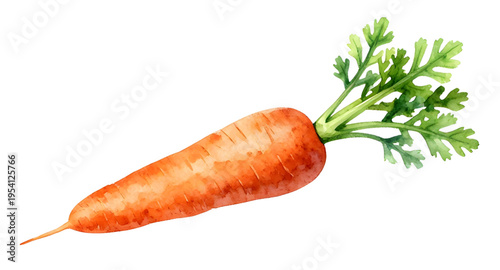 carrot, carrots, vegetable, vegetables, food, fresh, healthy, organic, natural, farm, farming, agriculture, harvest, root, rootvegetable, orange, nutrition, vegan, vegetarian, diet, cooking, ingredien