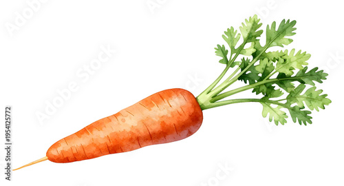 carrot, carrots, vegetable, vegetables, food, fresh, healthy, organic, natural, farm, farming, agriculture, harvest, root, rootvegetable, orange, nutrition, vegan, vegetarian, diet, cooking, ingredien