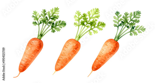 carrots, vegetable, carrot, food, fresh, healthy, organic, natural, farm, farming, agriculture, harvest, root, rootvegetable, orange, nutrition, vegan, vegetarian, diet, cooking, ingredient, salad, ki