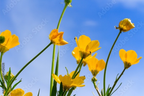 Yellow Buttercups Against Blue Sky Low Angle View Spring