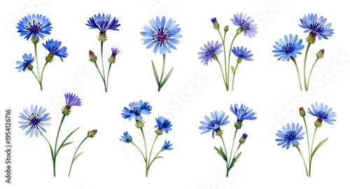 flowers, flower, blue, floral, blossom, bloom, petal, petals, plant, nature, garden, spring, summer, botany, botanical, leaf, leaves, stem, natural, fresh, beauty, beautiful, delicate, elegant, decora