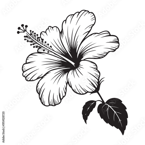 Detailed black and white illustration of a hibiscus flower with delicate shading a striking silhouette