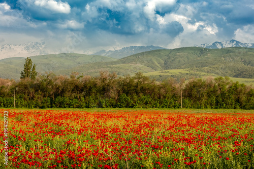 Schilderij op canvas Blooming red poppy fields with mountain landscape in the background in Kazakhsta