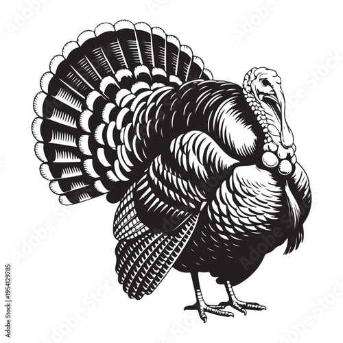 A detailed engraving of a proud wild turkey displaying its plumage a striking silhouette