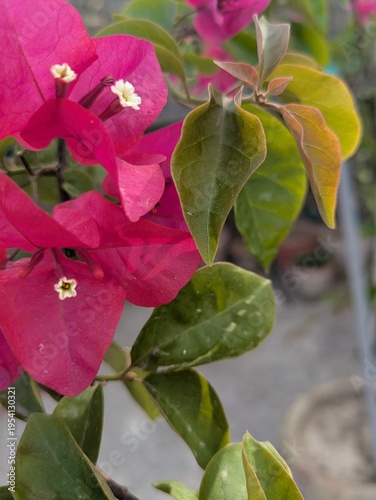 Fotografia The plant is a Bougainvillea, specifically recognized for its showy, papery bracts which are often mistaken for petals