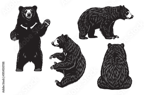 Black bear illustration set featuring standing sitting and walking grizzly bears in detailed engraving style for outdoor apparel prints and national park souvenir design elements