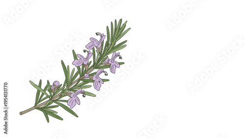 Detailed botanical illustration of a fresh rosemary branch with purple flowers showcases the beauty of culinary herbs.