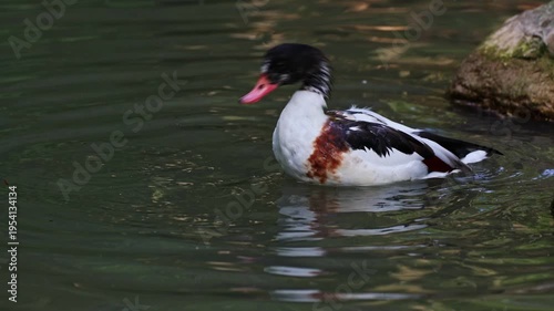 The common shelduck, Tadorna tadorna is a waterfowl species of the shelduck genus, Tadorna.