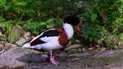 The common shelduck, Tadorna tadorna is a waterfowl species of the shelduck genus, Tadorna.