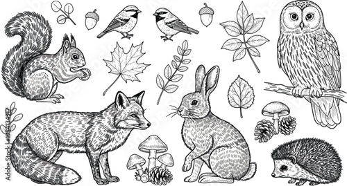 Hand Drawn Woodland Animal and Forest Element Set Featuring Fox Squirrel Rabbit Owl Hedgehog Birds Mushrooms Pinecones and Autumn Leaves in Detailed Vintage Line Art Style Isolated on White.