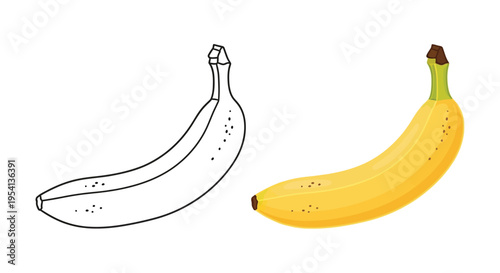 Vector graphic illustration showing a ready-to-color outline and a ripe yellow banana fruit design