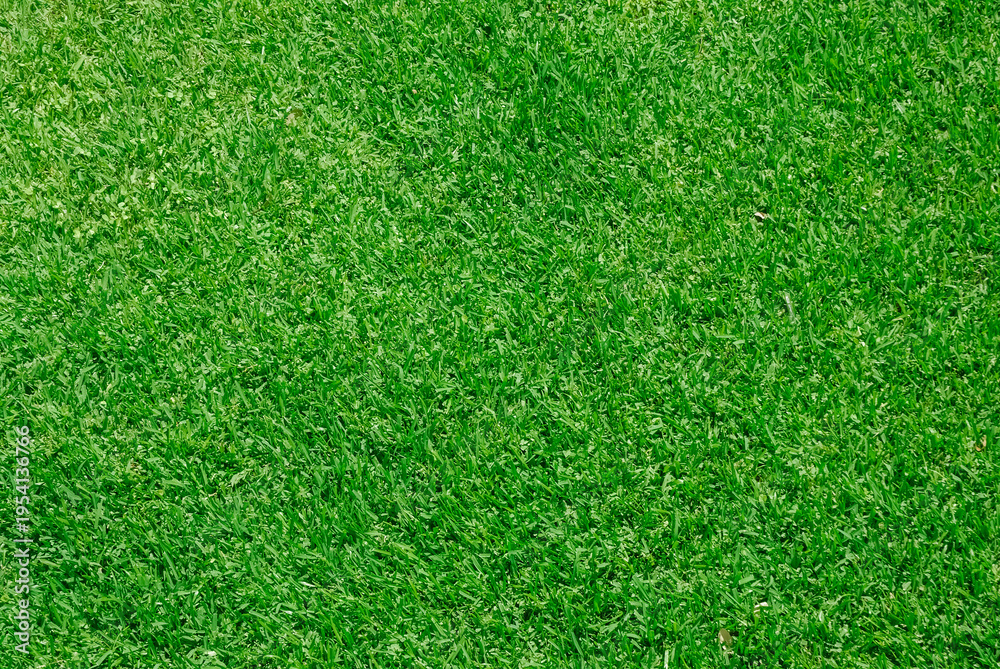 Obraz premium real green grass background for design