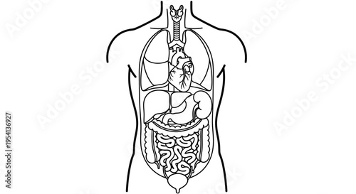 Human Internal Organs Anatomy Outline Diagram on Isolated White Background
