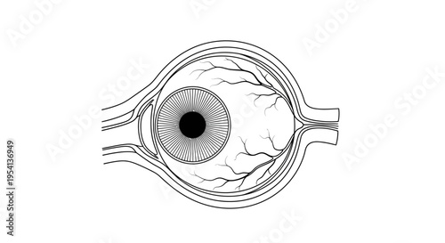 Detailed cross-section illustration of the human eyeball anatomy, isolated white background.