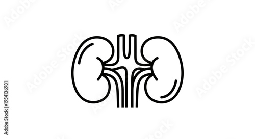 Simple illustration of human kidneys, isolated white background.