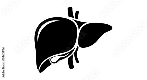 Silhouette illustration of the human liver, isolated white background.