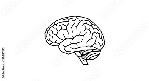 Detailed human brain illustration, symbolizing intelligence and thought, isolated white background.