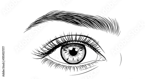 Detailed illustration of a beautiful human eye with long lashes and eyebrow, isolated white background.