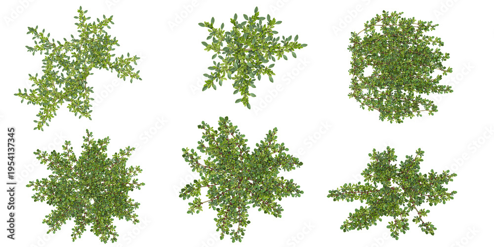 Fototapeta premium Collection of Aizoon plants on transparent background from the top view