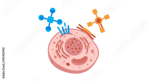 Cell Signaling & Molecular Interaction: Eukaryotic Cell with Receptors Binding to Ligands, Illustrating Communication & Biological Processes