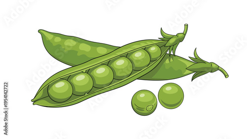 Fresh green peas in pods and loose seeds isolated on white background for healthy food agricultural and culinary design illustrations.