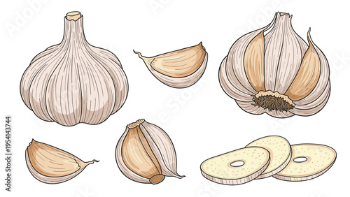 Set of garlic illustrations featuring whole bulbs, individual cloves, peeled cloves, and round slices isolated on a white background.