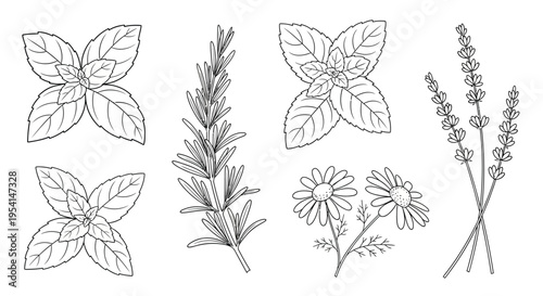 An illustration of various herbs and flowers including basil, rosemary, lavender, and daisies in a botanical drawing.