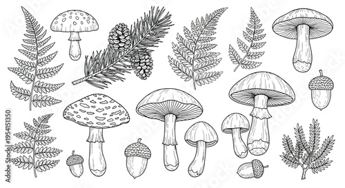 An illustration of various mushrooms and ferns with acorns in a forest setting